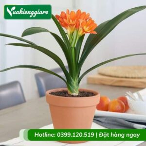 Cây lan quân tử trồng chậu để bàn