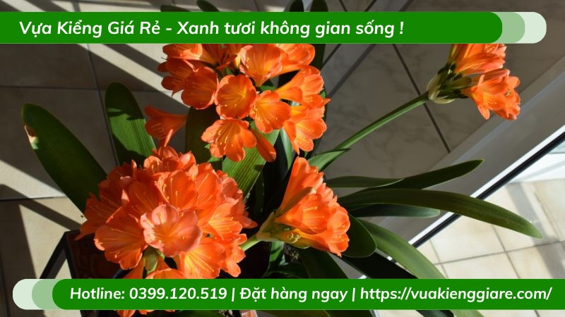 Cây lan quân tử trồng chậu để bàn