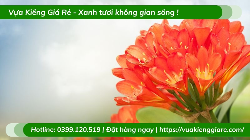 Cây lan quân tử trồng chậu để bàn