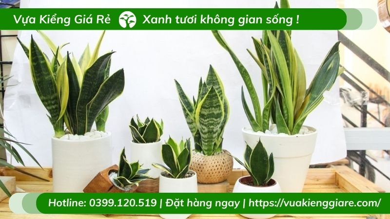 Cây lưỡi hổ trồng chậu nội thất