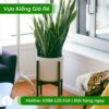Cây lưỡi hổ trồng chậu nội thất