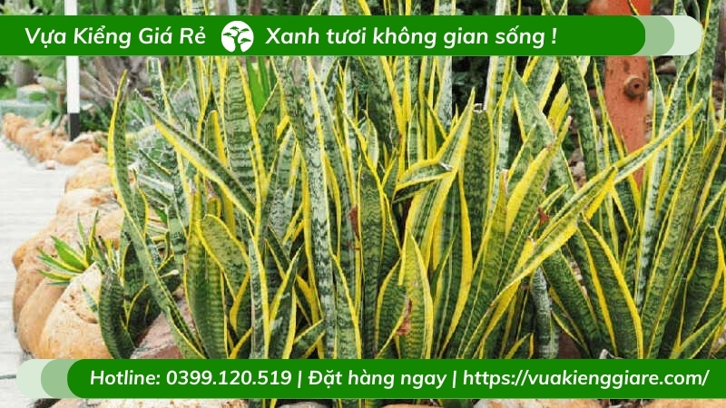 Cây lưỡi hổ trồng chậu nội thất