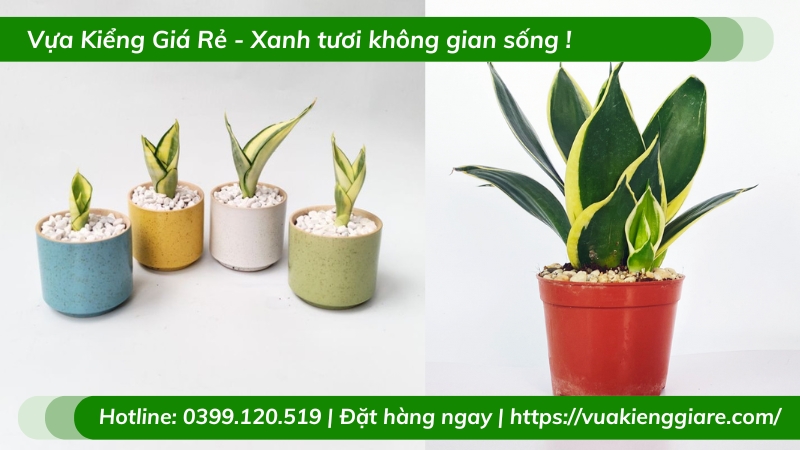 Cây lưỡi hổ thái chậu mini để bàn làm việc