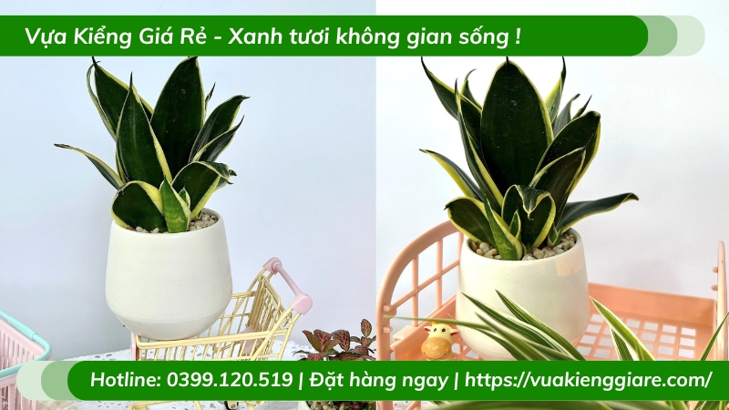 Cây lưỡi hổ thái chậu mini để bàn làm việc