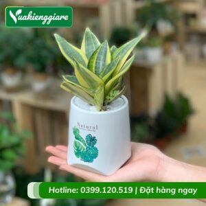 Cây lưỡi hổ thái chậu mini để bàn làm việc
