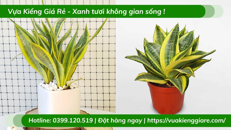 Cây lưỡi hổ vàng trồng chậu nhỏ để bàn làm việc