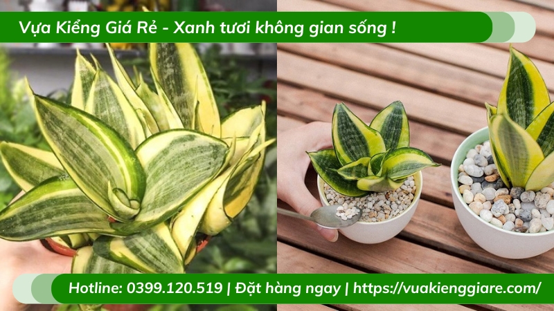 Cây lưỡi hổ vàng trồng chậu nhỏ để bàn làm việc