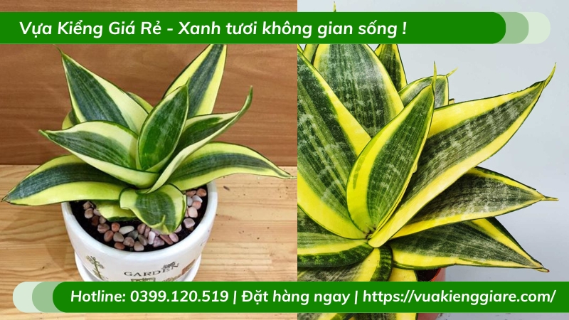 Cây lưỡi hổ vàng trồng chậu nhỏ để bàn làm việc