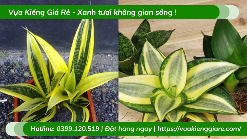 Cây lưỡi hổ vàng trồng chậu nhỏ để bàn làm việc