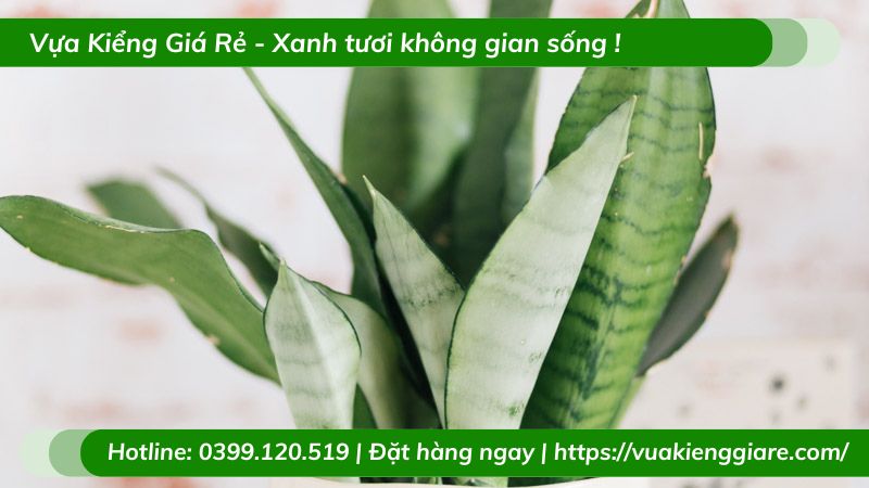 Lưỡi hổ bạch kim trồng chậu để bàn làm việc