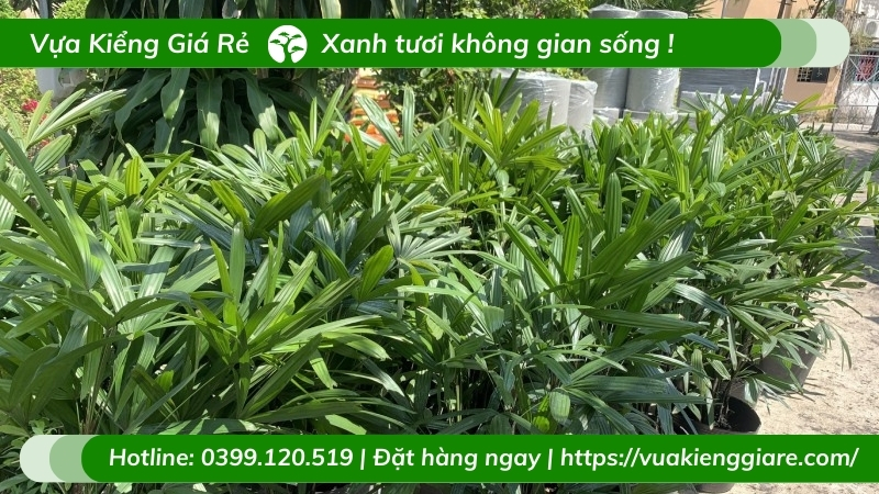 Chậu cây mật cật trang trí nội thất