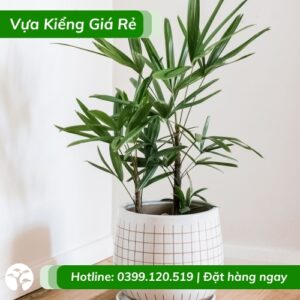 Chậu cây mật cật trang trí nội thất