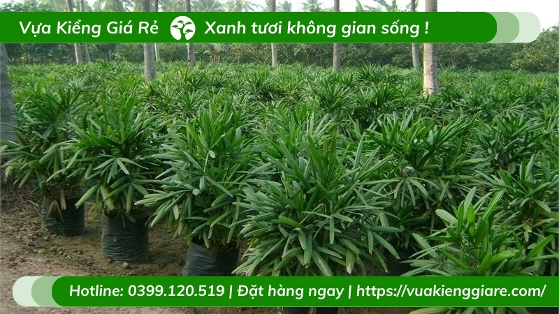 Chậu cây mật cật trang trí nội thất