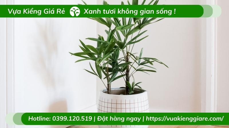 Chậu cây mật cật trang trí nội thất