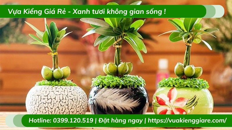 Cây may mắn tài lộc để bàn