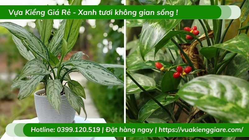 Cây ngân hậu trồng chậu để bàn