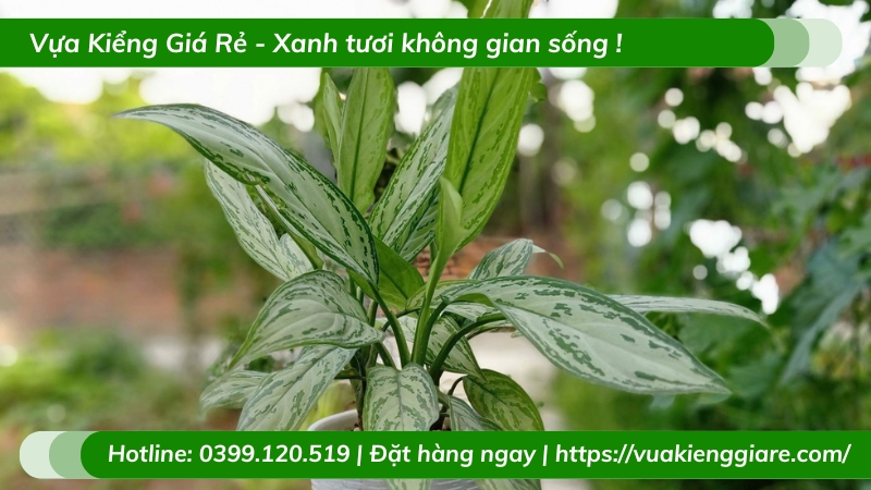 Cây ngân hậu trồng chậu để bàn