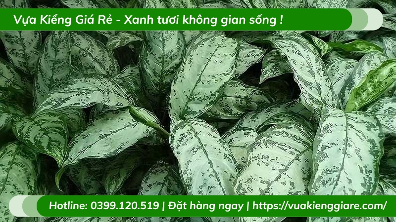 Cây ngân hậu trồng chậu để bàn