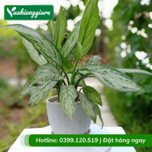 Cây ngân hậu trồng chậu để bàn