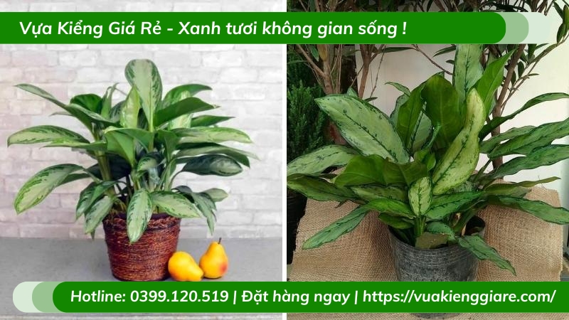 Cây ngân hậu trồng chậu để bàn