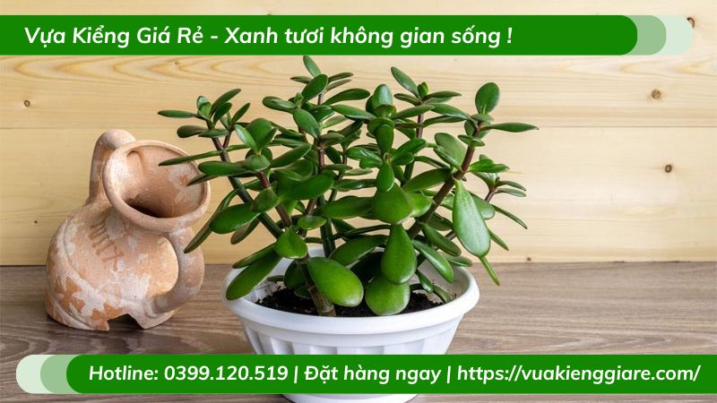 Cây ngọc bích trồng chậu để bàn