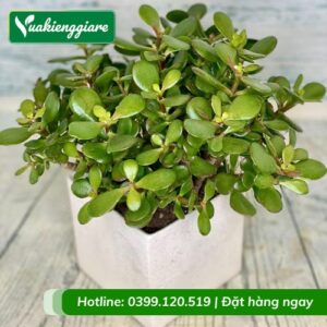 Cây ngọc bích trồng chậu để bàn