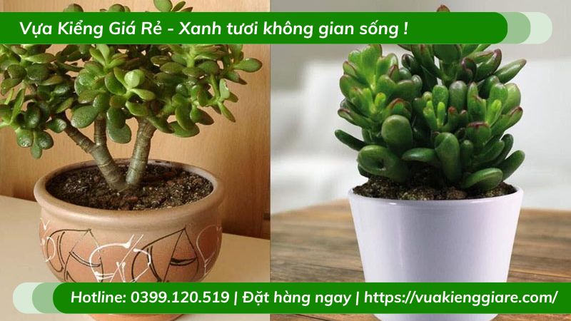 Cây ngọc bích trồng chậu để bàn