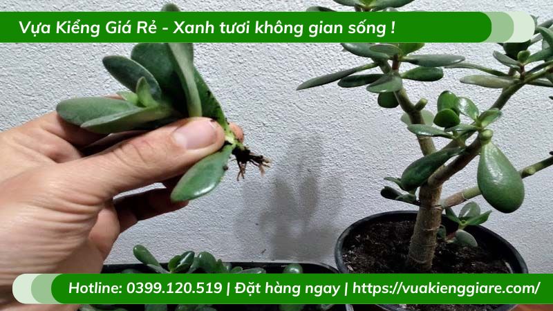 Cây ngọc bích trồng chậu để bàn