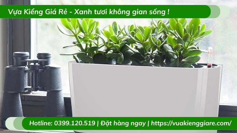 Cây ngọc bích trồng chậu để bàn