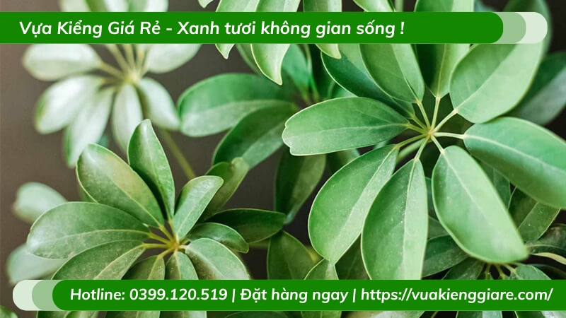 Cây ngũ gia bì trồng chậu để bàn
