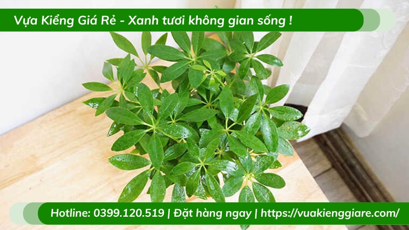 Cây ngũ gia bì trồng chậu để bàn