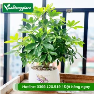 Cây ngũ gia bì trồng chậu để bàn