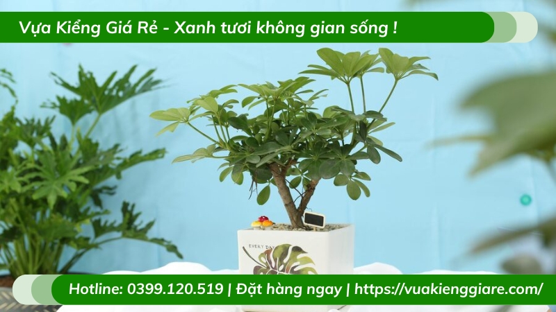 Cây ngũ gia bì trồng chậu để bàn
