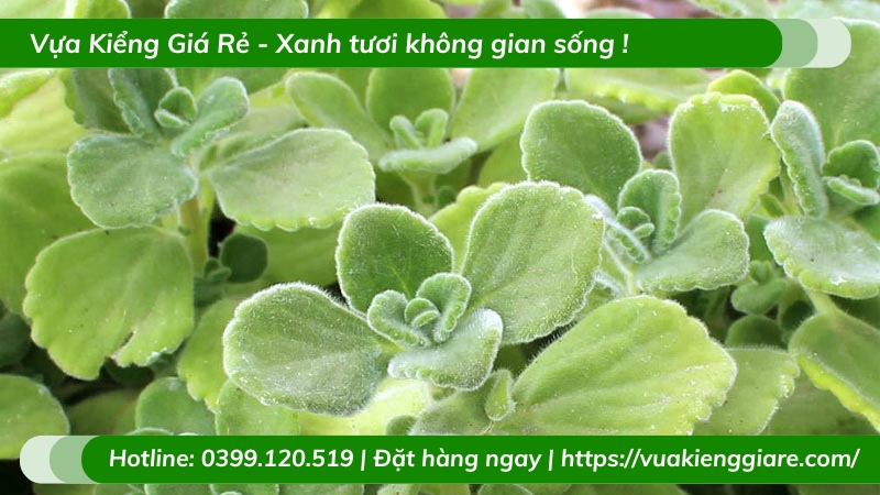 Cây Nhất mạt hương trồng chậu để bàn