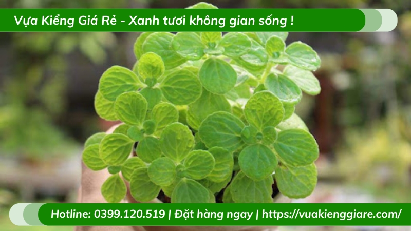 Cây Nhất mạt hương trồng chậu để bàn