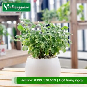 Cây Nhất mạt hương trồng chậu để bàn