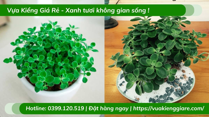 Cây Nhất mạt hương trồng chậu để bàn
