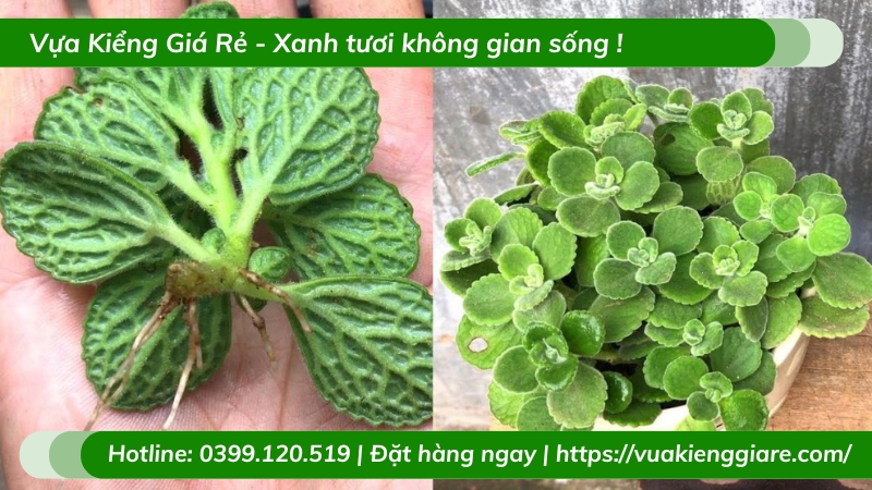 Cây Nhất mạt hương trồng chậu để bàn