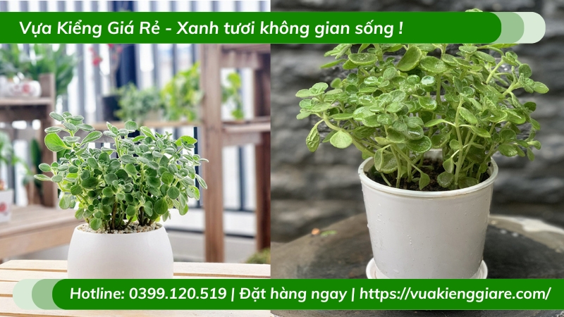 Cây Nhất mạt hương trồng chậu để bàn