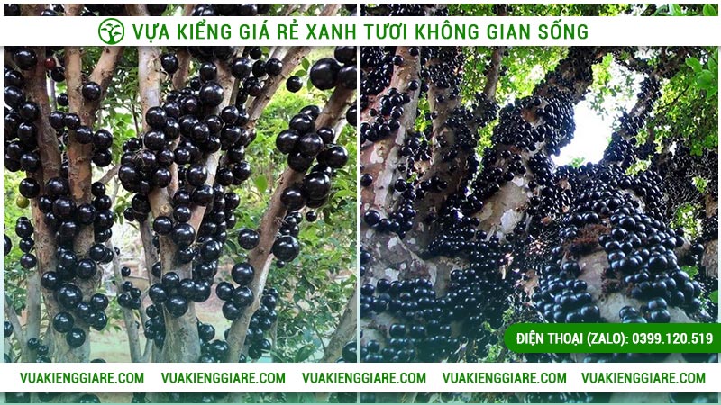 cây nho thân gỗ tứ quý