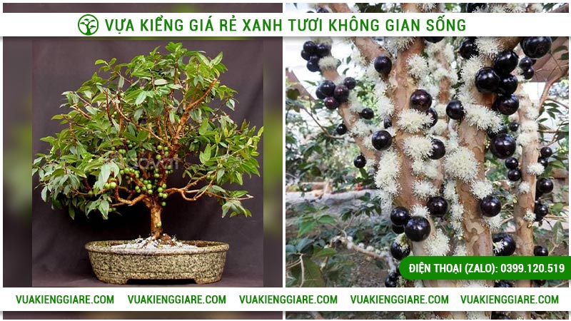 Đặc điểm của nho thân gỗ tứ quý