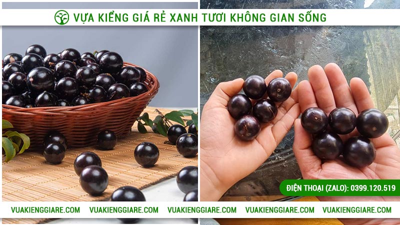 Ứng dụng của loại nho thân gỗ tứ quý