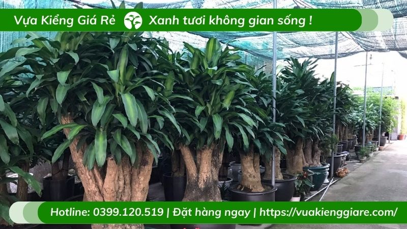 cây phát tài gốc cổ thụ