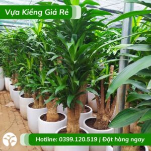 cây phát tài gốc cổ thụ