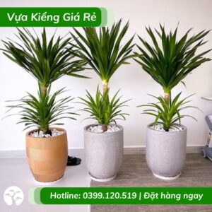 cay-phat-tai-nui-hai-tang-chau-noi-that-phong-thuy-tot
