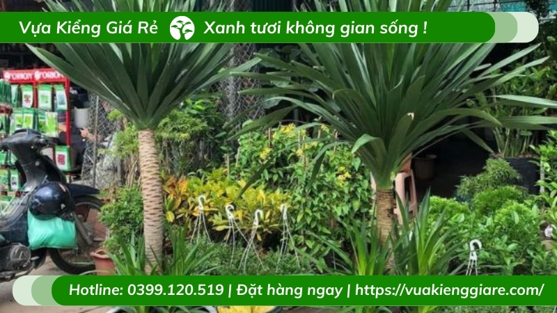 cây phát tài núi 2 tầng