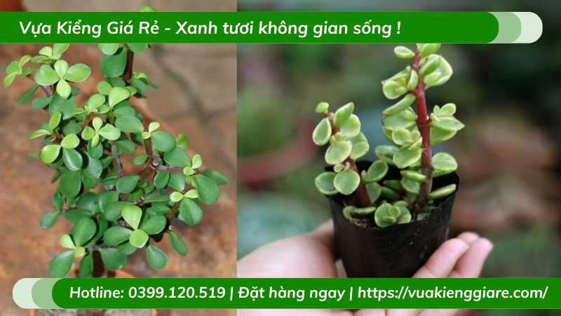 Cây sen đô la chậu nhỏ để bàn làm việc