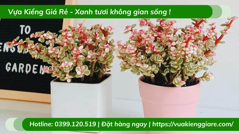 Cây sen đô la chậu nhỏ để bàn làm việc