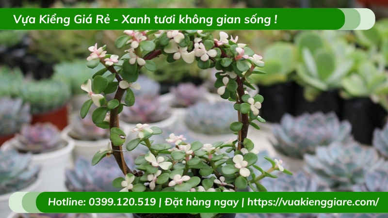 Cây sen đô la chậu nhỏ để bàn làm việc