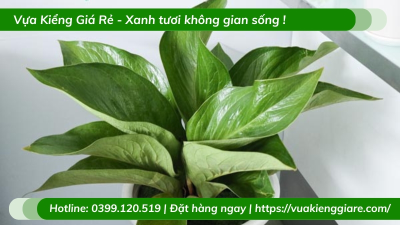 Cây thần tài thái lan để bàn